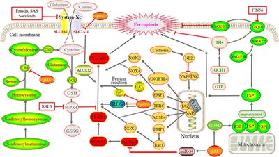 Current progress of ferroptosis study in ovarian cancer